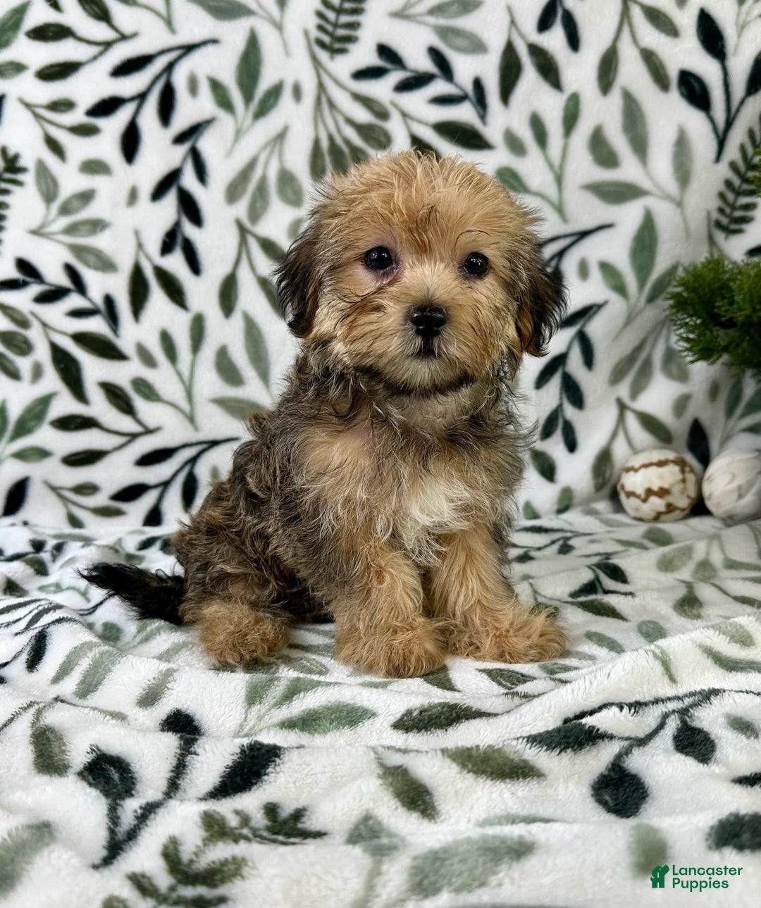 Shorkie dogs for sale: Sydney - Image 4
