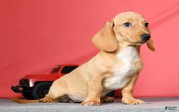 Miniature Dachshund dogs for sale: Dora - Image 4