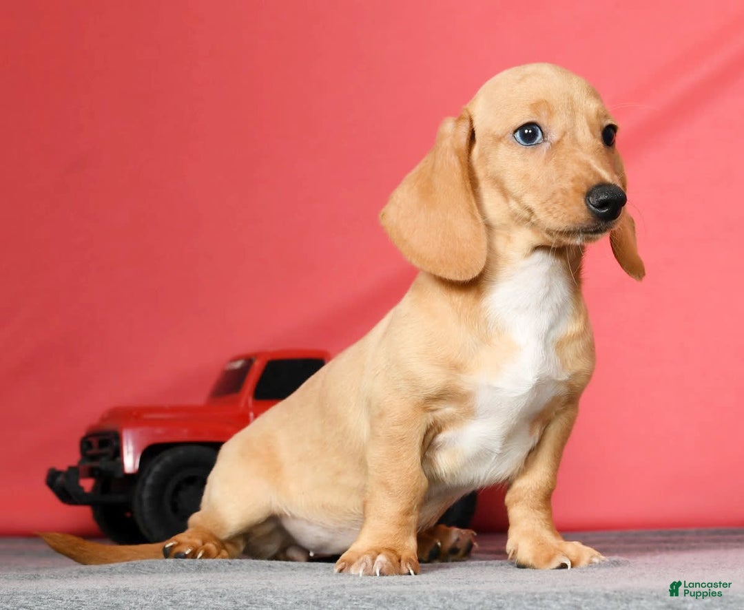 Miniature Dachshund dogs for sale: Dora - Image 4