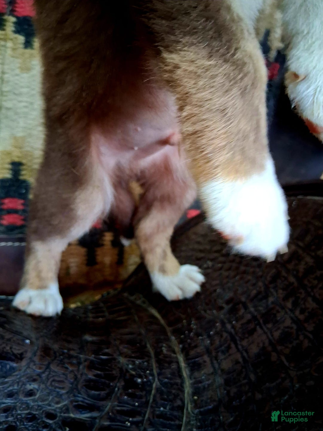 Border Collie dogs for sale: Border Collie 3 puppies - Image 5