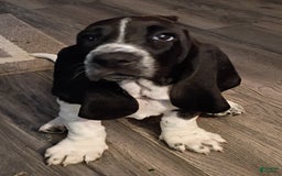 Basset Hound dogs for sale: Shiloh - Image 5