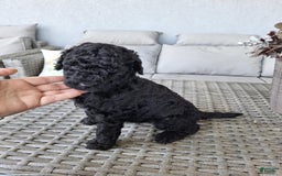 Standard Poodle dogs for sale: Jet Black ⚫️ - Image 5
