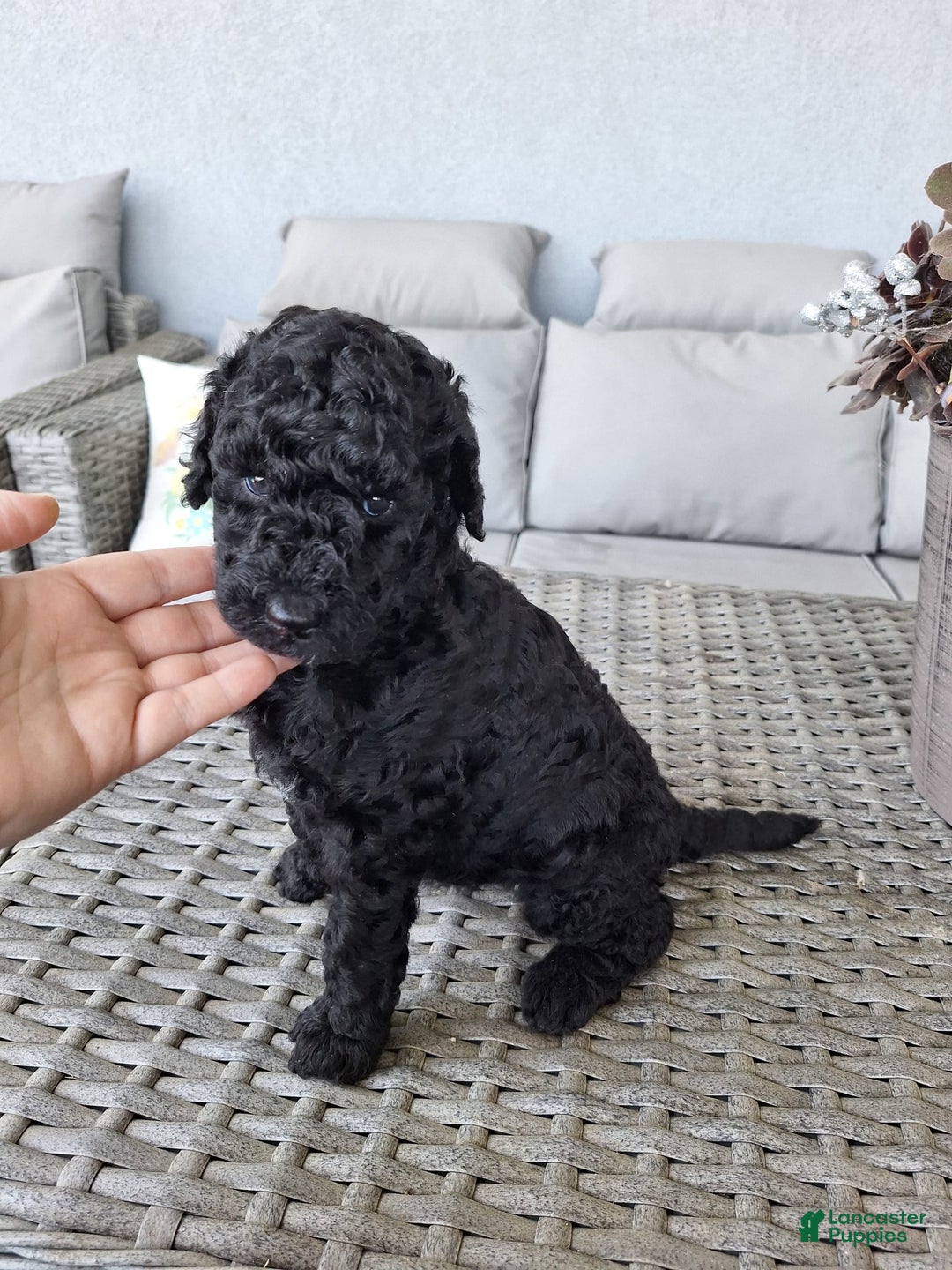 Standard Poodle dogs for sale: Jet Black ⚫️ - Image 5