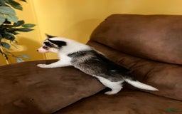Pomsky dogs for sale: Sweet Rain - Image 15