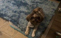 Shih Tzu dogs for sale: Leah - Image 15