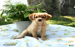 Cavapoo dogs for sale: Charlie - Image 5
