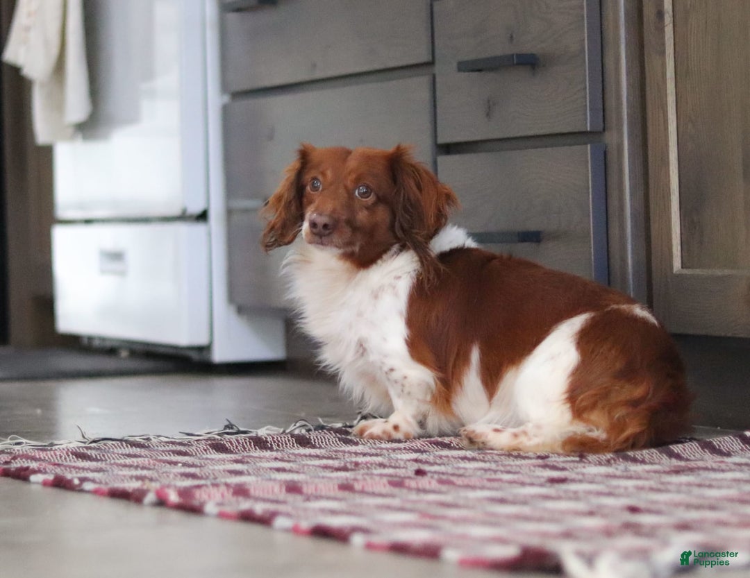 Dachshund dogs for sale: Buddy - Image 9