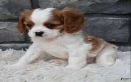 Cavalier King Charles Spaniel dogs for sale: Bentley - Image 3