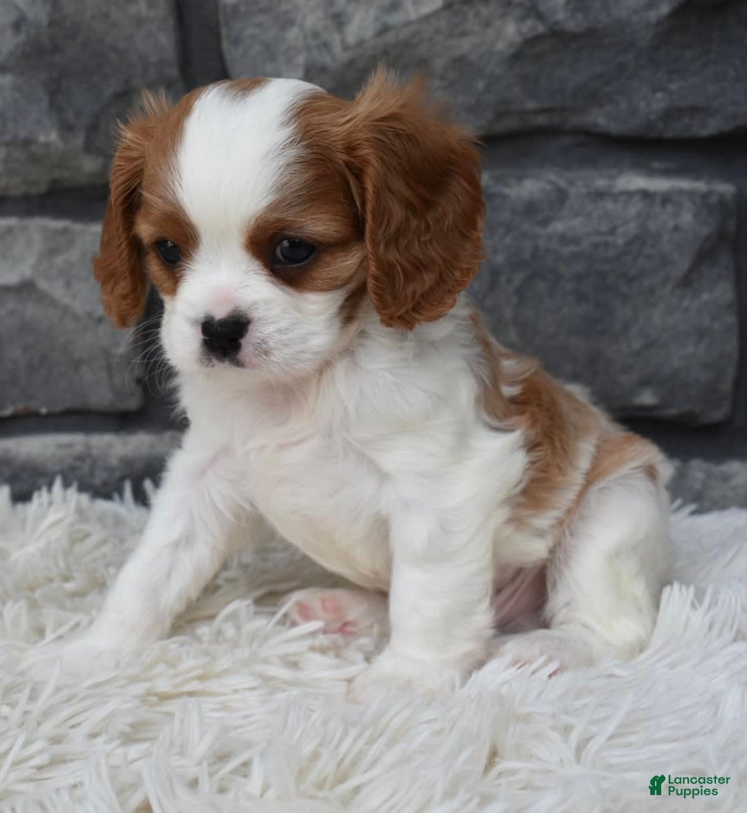 Cavalier King Charles Spaniel dogs for sale: Bentley - Image 3