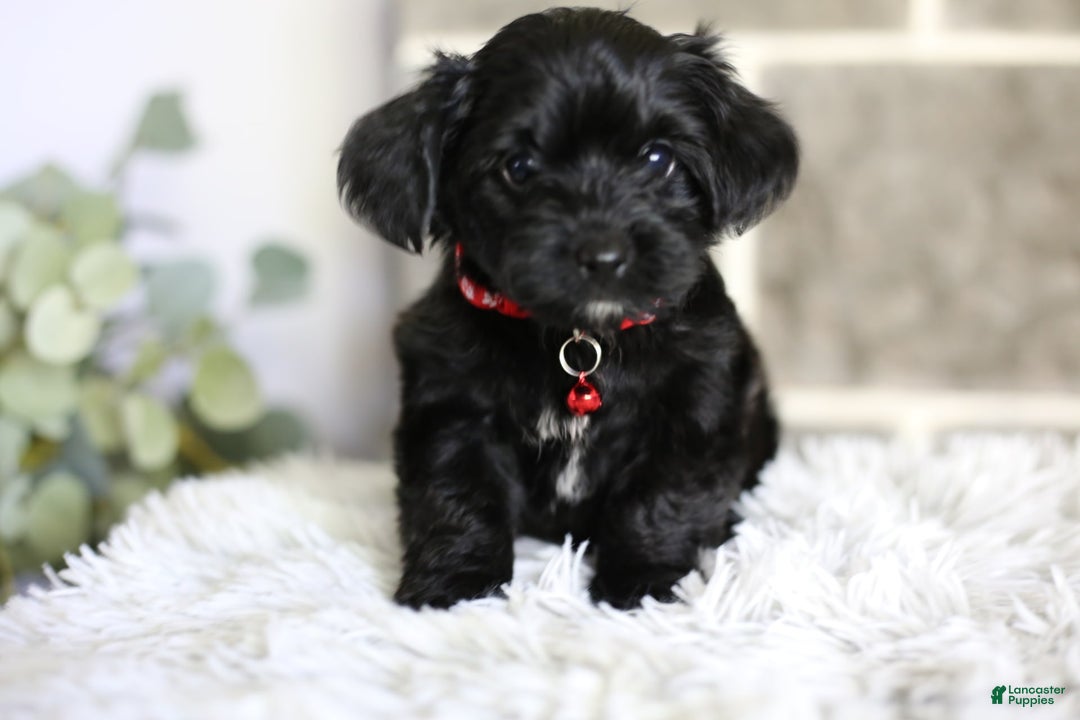Yorkiepoo dogs for sale: Button - Image 5
