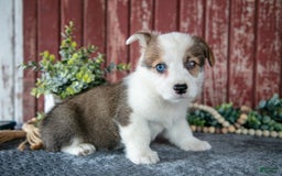 Welsh Corgi Pembroke dogs for sale: Nate - Image 3
