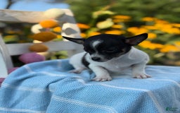 Chihuahua dogs for sale: Puddle - Image 7