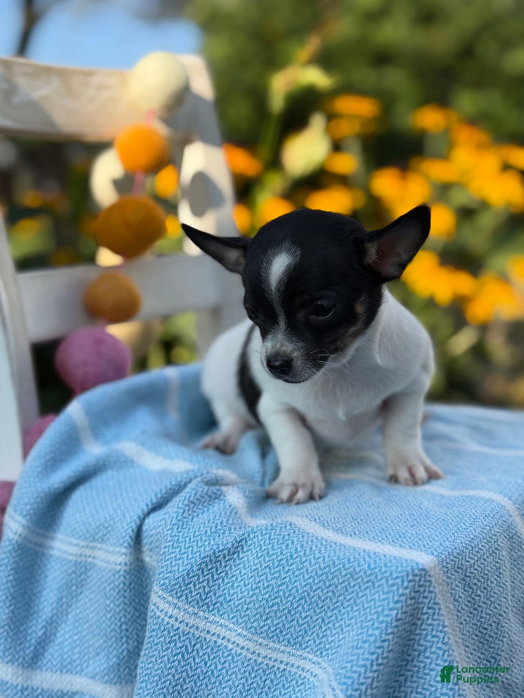 Chihuahua dogs for sale: Puddle - Image 7
