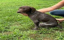 German Shorthaired Pointer dogs for sale: Rayn - Image 2