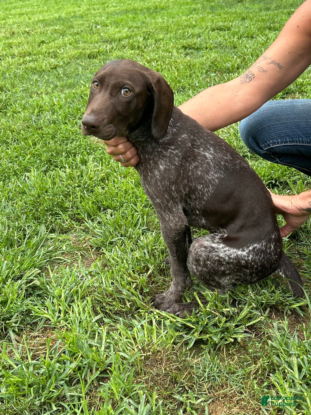 German Shorthaired Pointer dogs for sale: Rayn - Image 2
