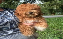 Cavapoo dogs for sale: Cooper - Image 2