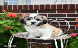 Malshi dogs for sale: Doxund - Image 3