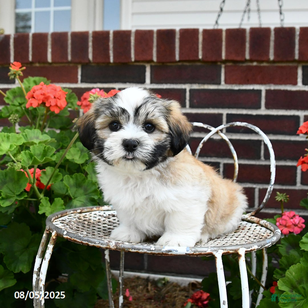 Malshi dogs for sale: Doxund - Image 3