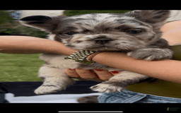 French Bulldog dogs for sale: Sour Patch The Fluffy - Image 5