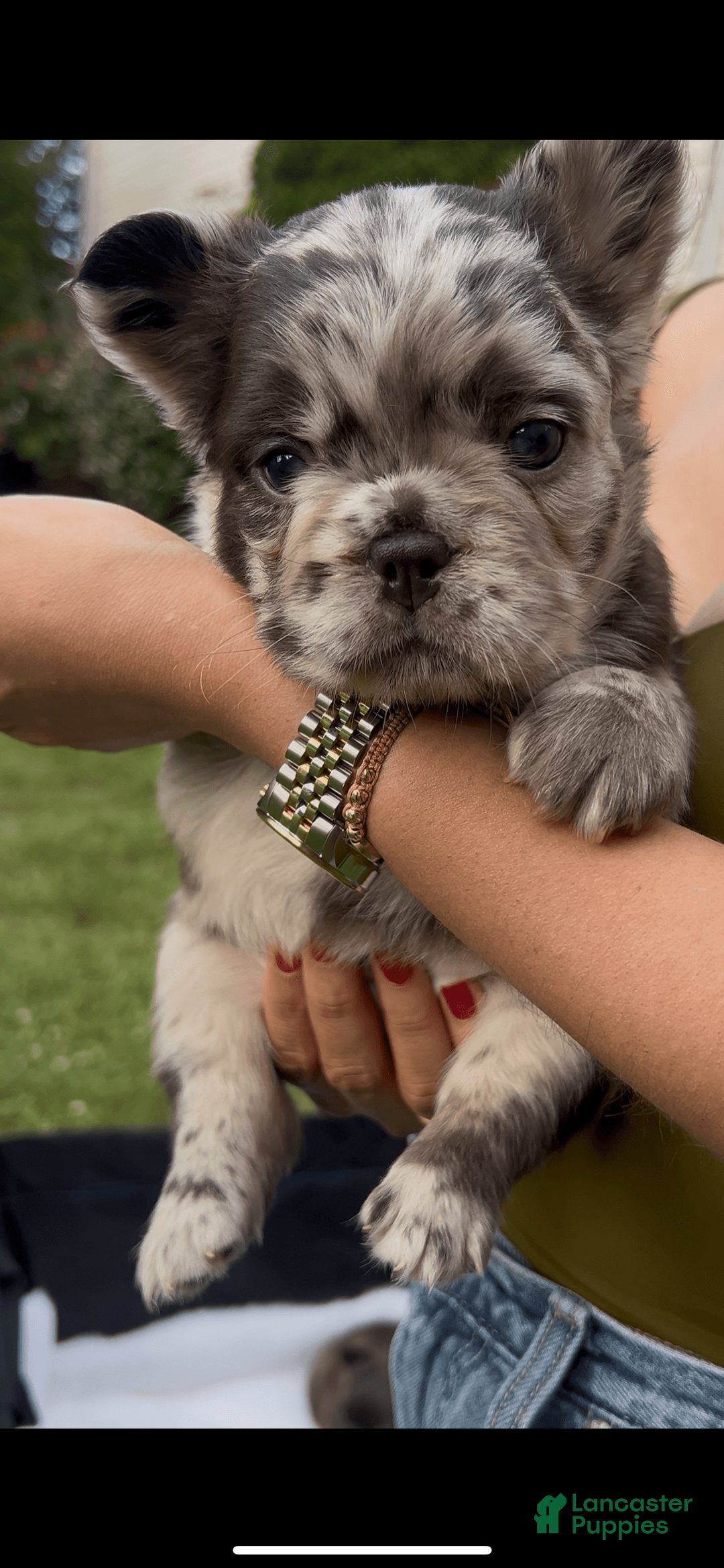 French Bulldog dogs for sale: Sour Patch The Fluffy - Image 5