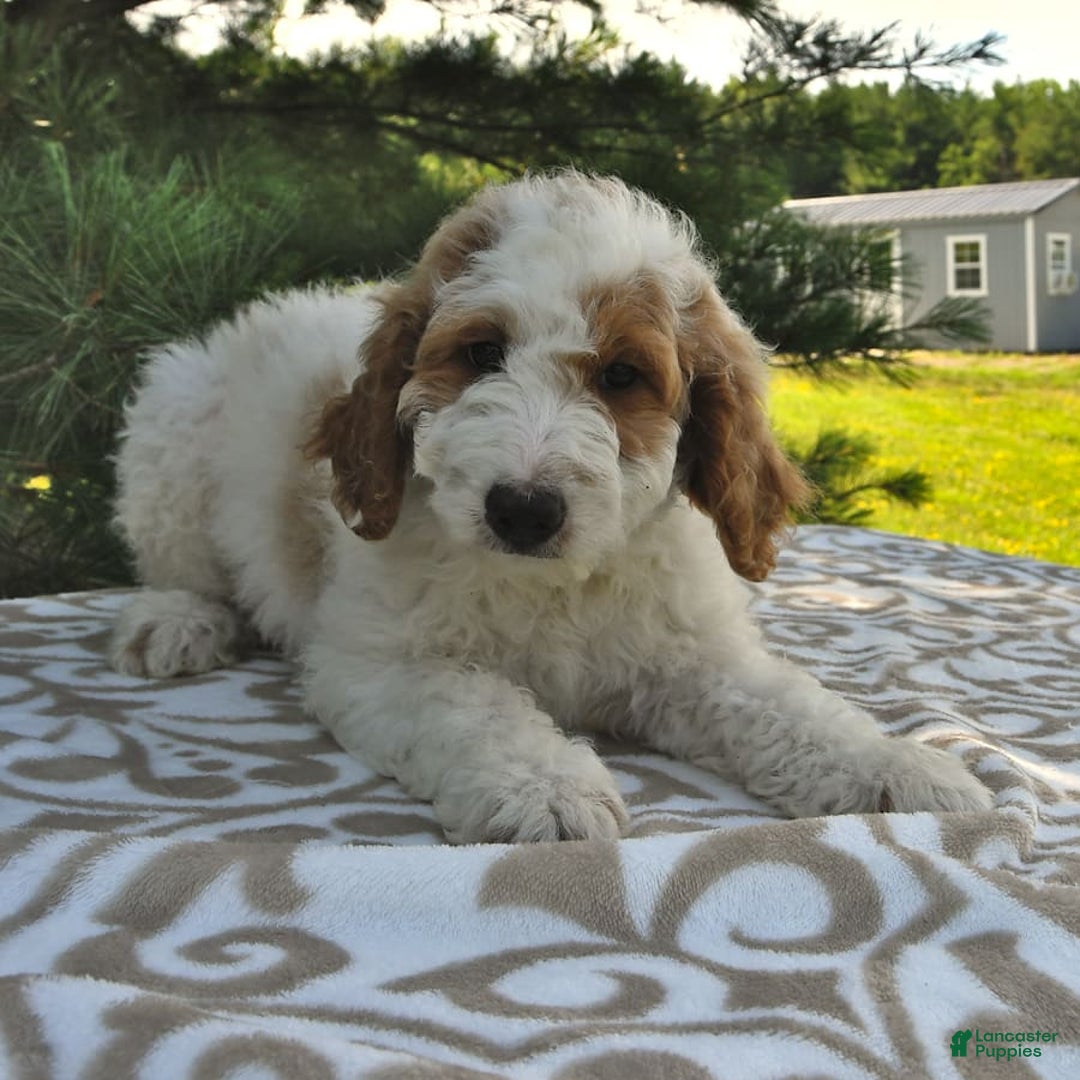 Mini Goldendoodle dogs for sale: Dallas - Image 20