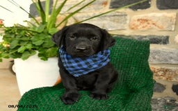 Labrador Retriever dogs for sale: Cannoli - Image 5