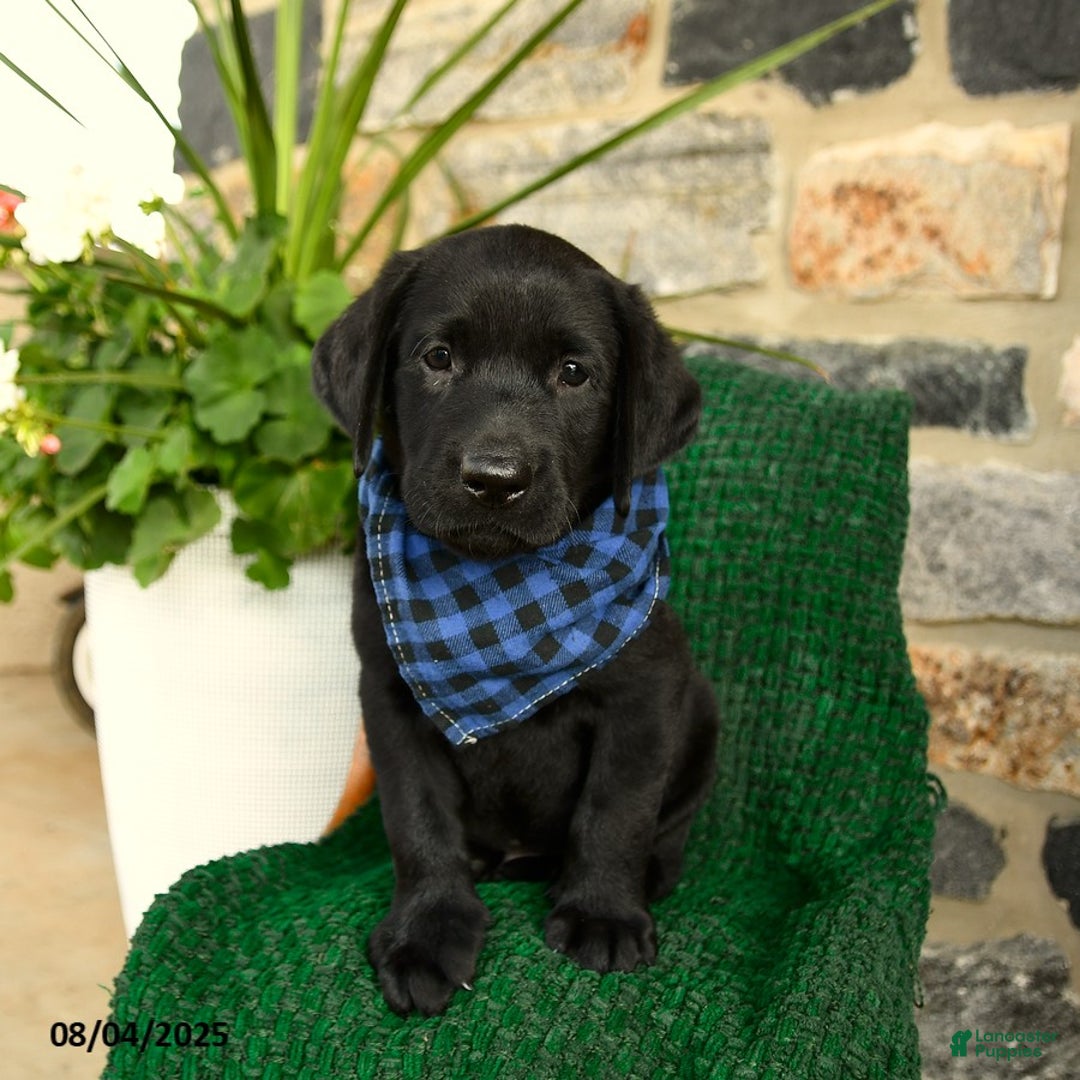 Labrador Retriever dogs for sale: Cannoli - Image 5