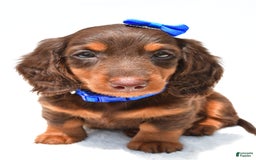 Miniature Dachshund dogs for sale: Lucky - Image 8