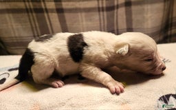 Border Collie dogs for sale: Dreami - Image 26