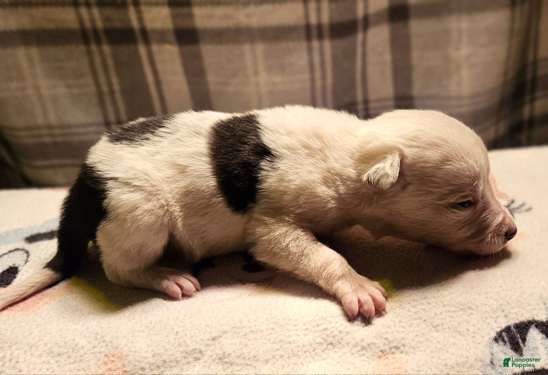 Border Collie dogs for sale: Dreami - Image 26
