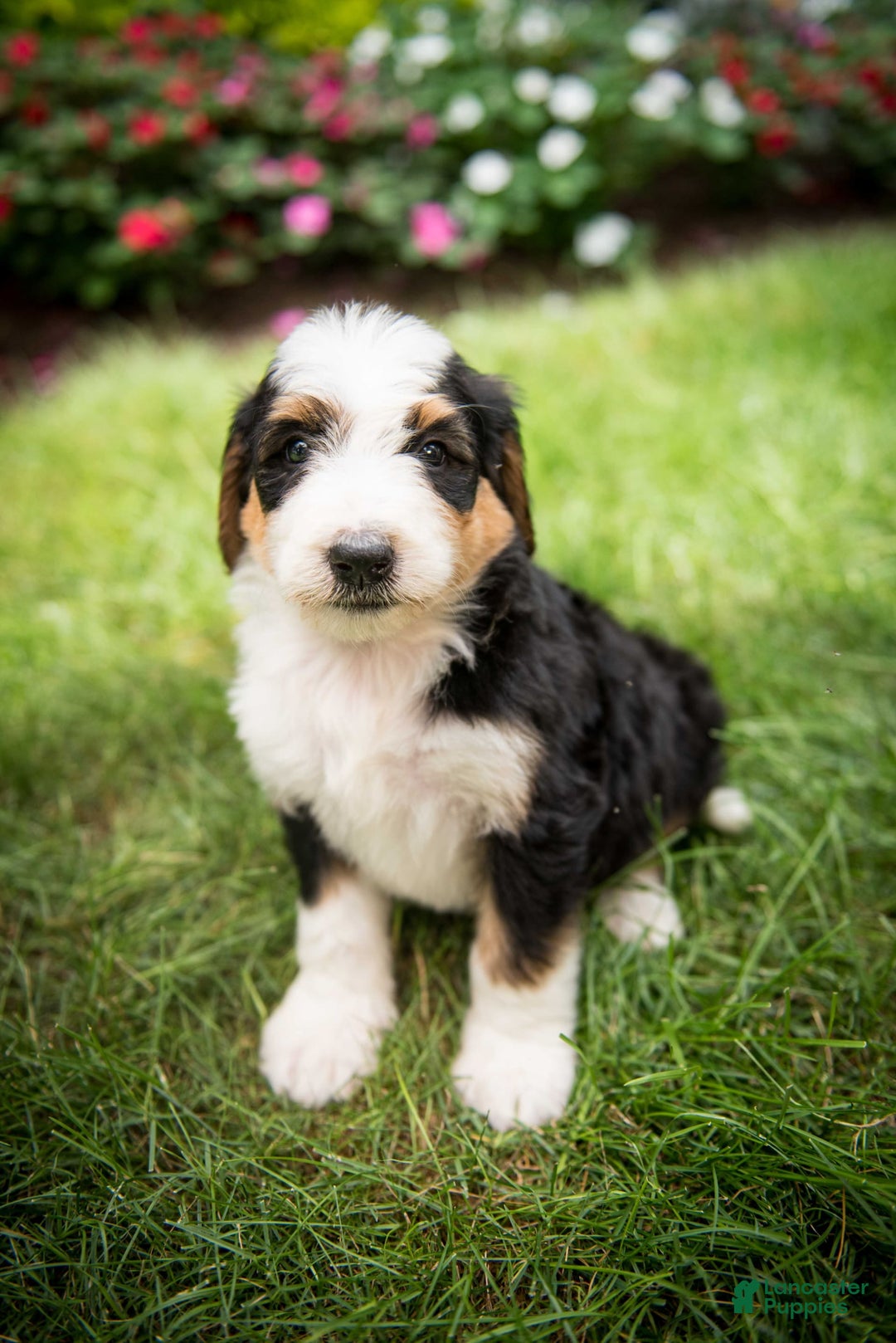 Bernedoodle dogs for sale: Bessie - Image 18