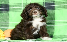 Cockapoo dogs for sale: Victor - Image 3