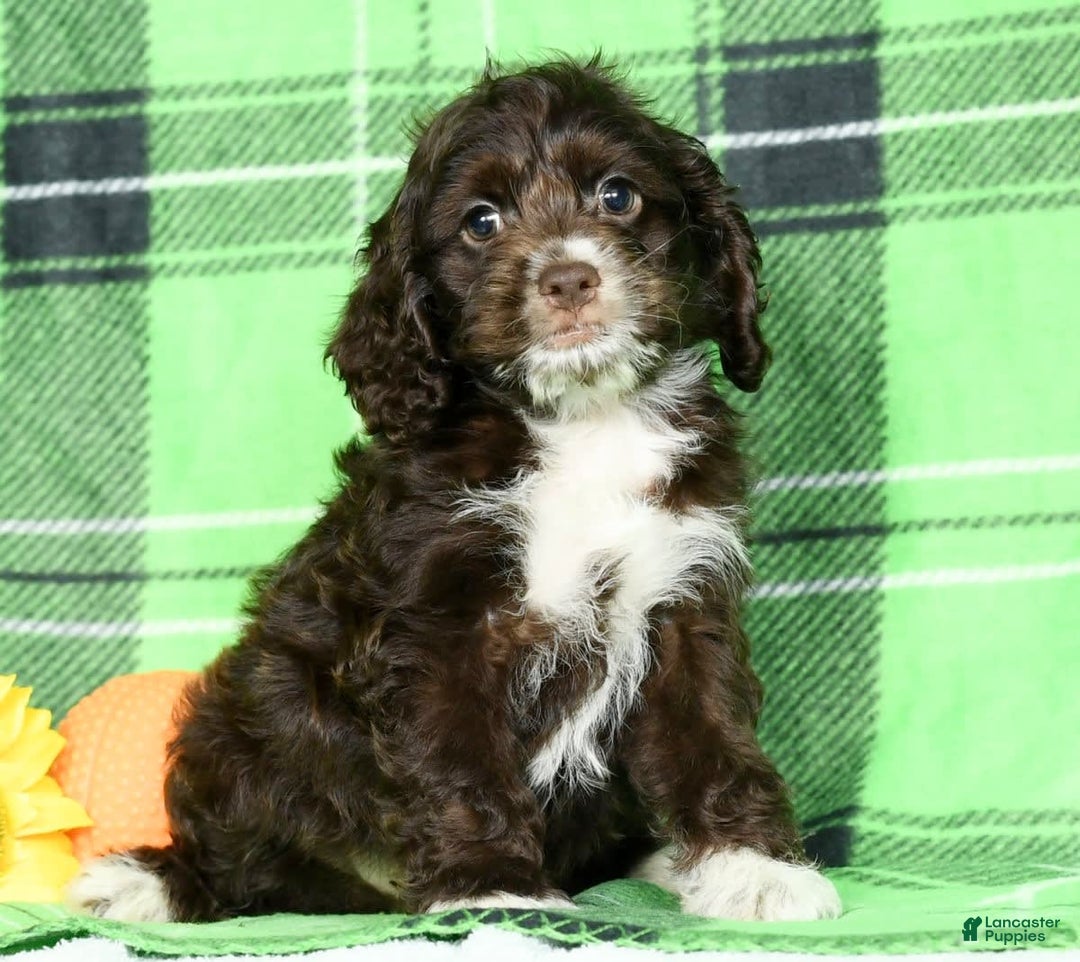 Cockapoo dogs for sale: Victor - Image 3