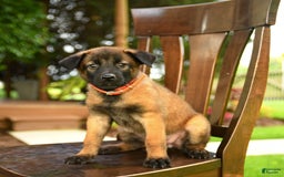 Belgian Malinois dogs for sale: Apple - Image 1