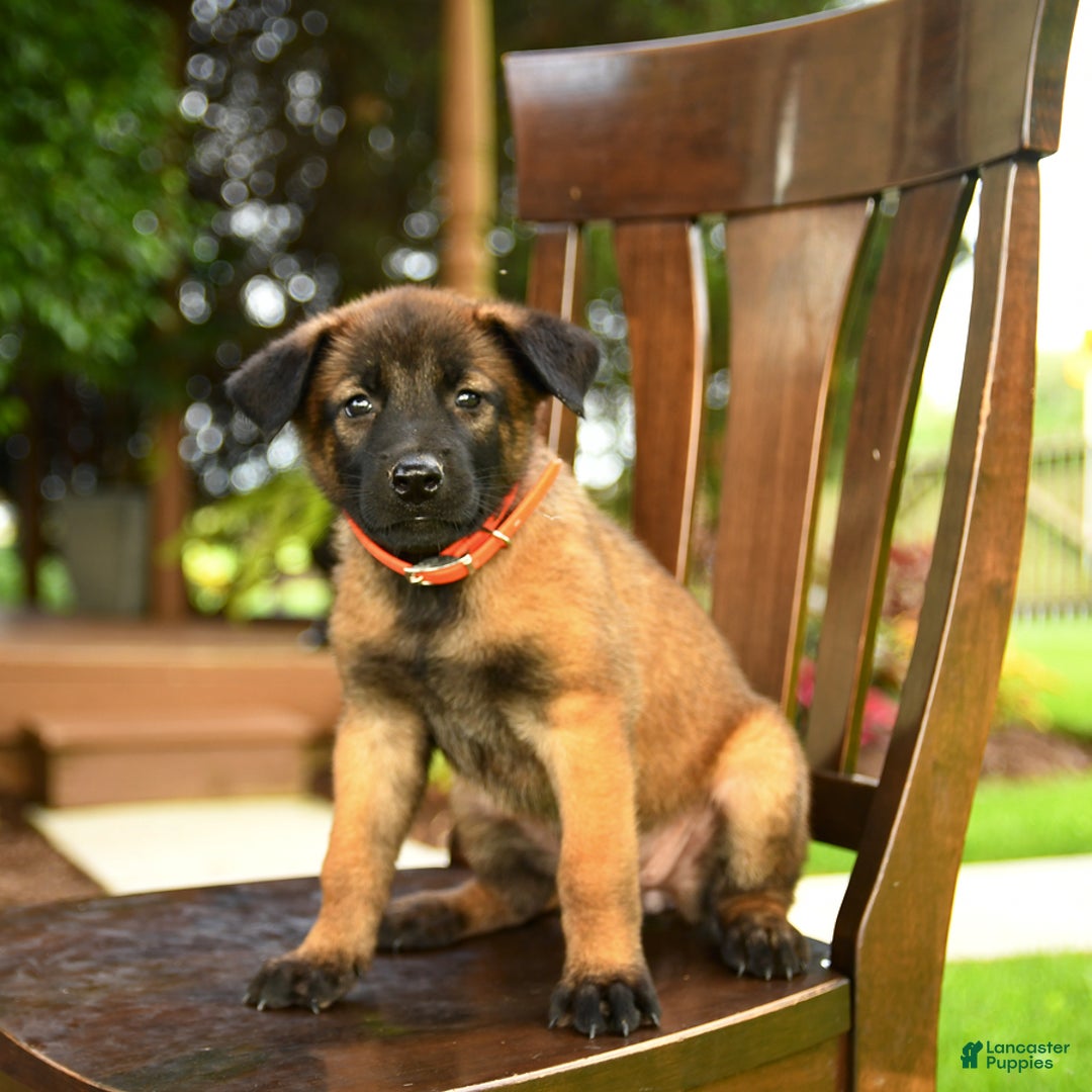 Belgian Malinois dogs for sale: Apple - Image 1
