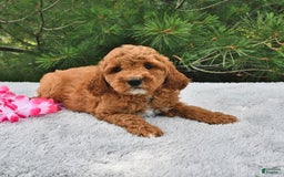 Mini Goldendoodle dogs for sale: Emily - Image 16