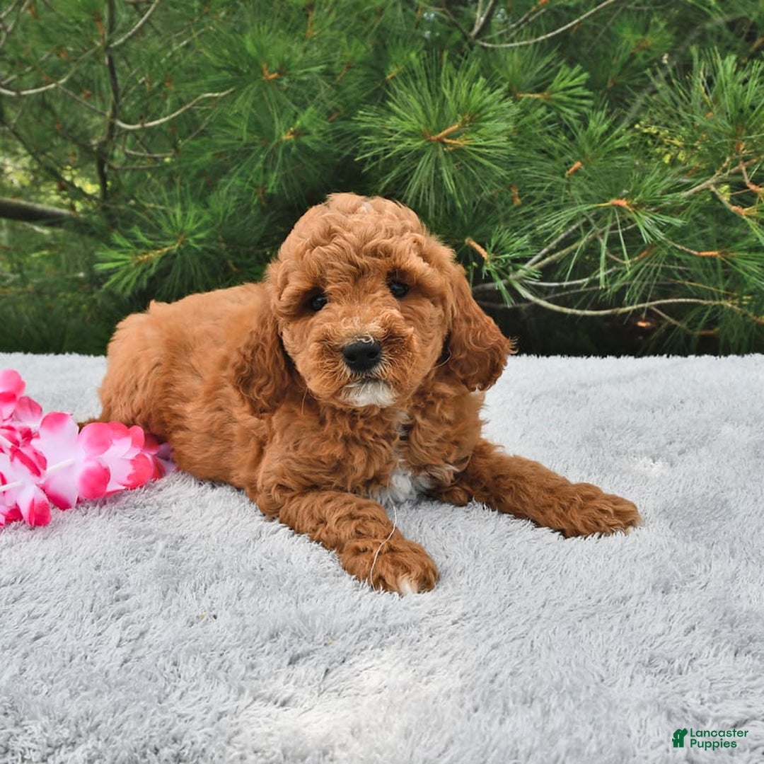 Mini Goldendoodle dogs for sale: Emily - Image 16