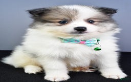 Pomeranian dogs for sale: Sylis - Image 6