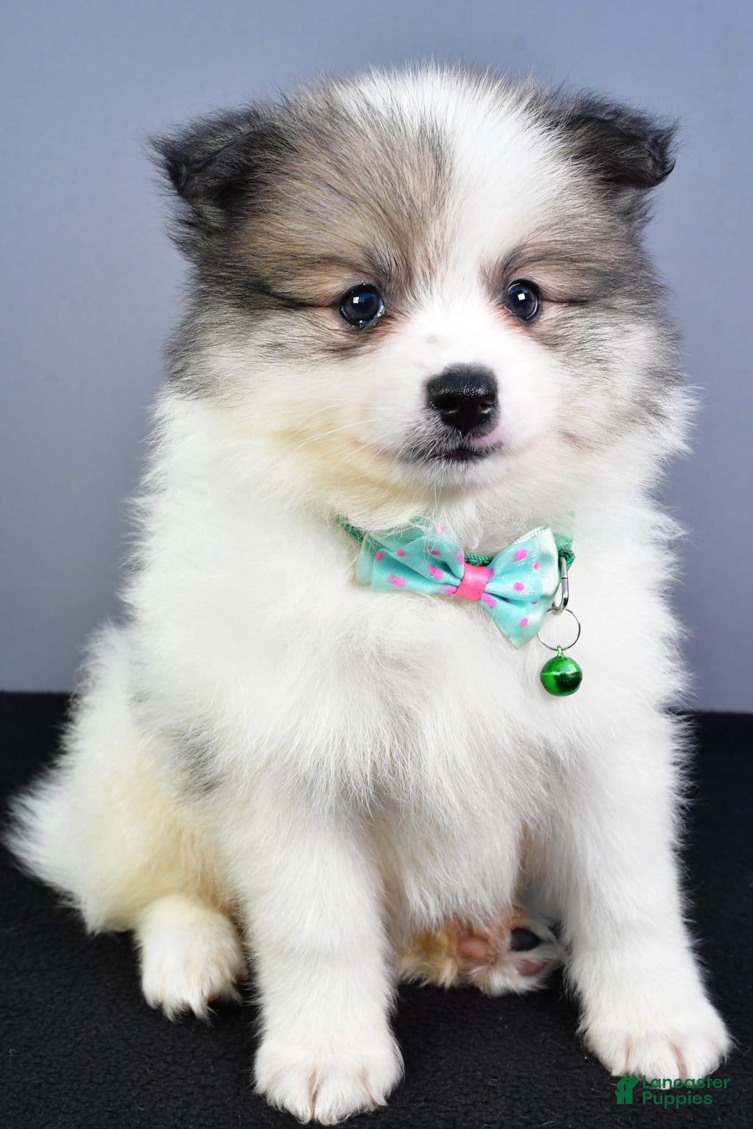 Pomeranian dogs for sale: Sylis - Image 6