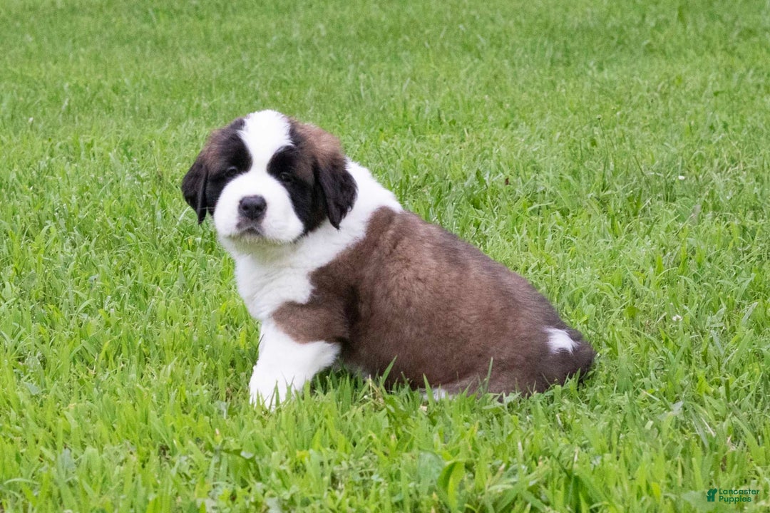 Saint Bernard dogs for sale: Holly - Image 7