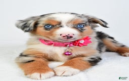 Miniature Australian Shepherd dogs for sale: Shelly - Image 9