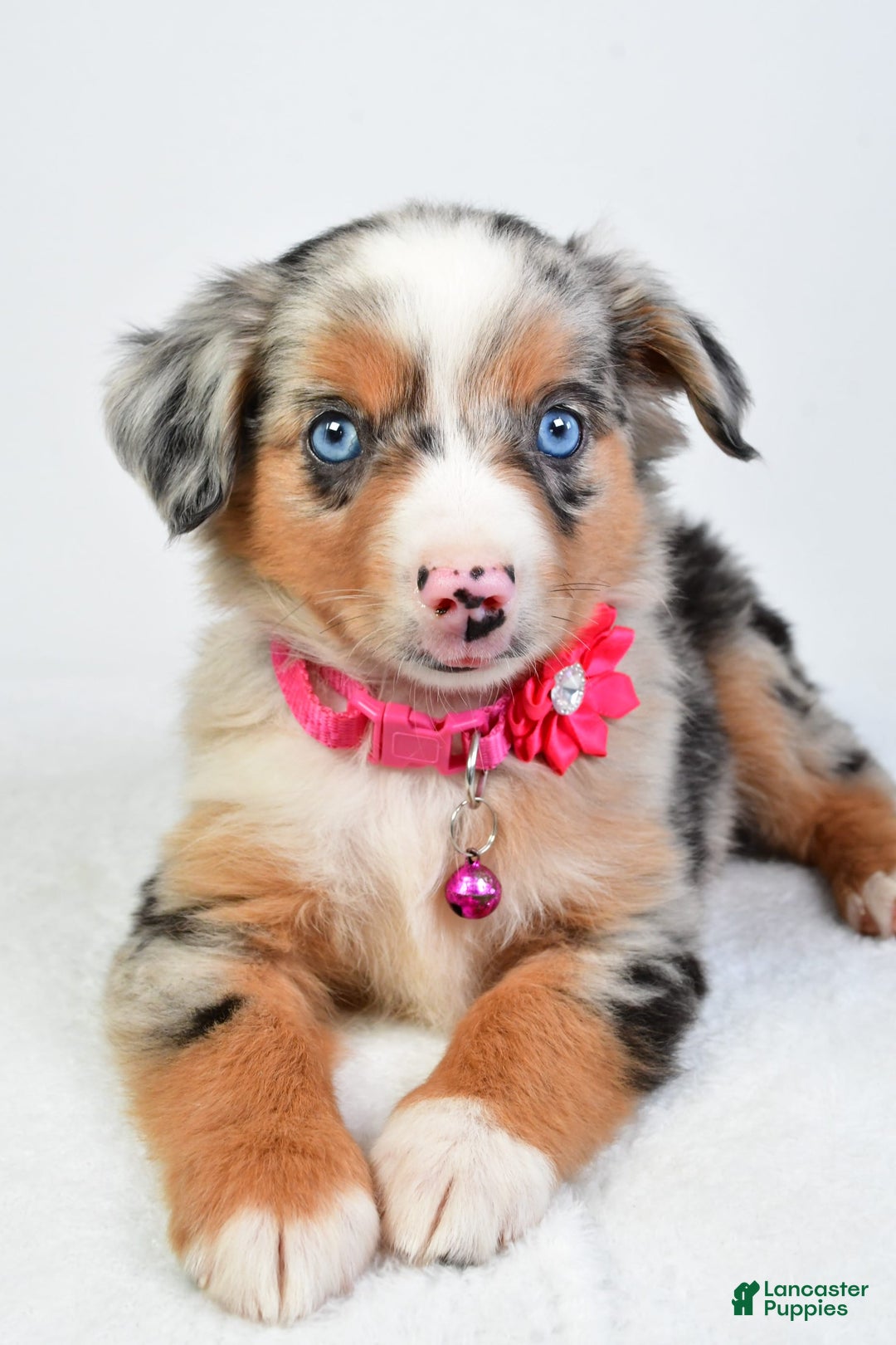 Miniature Australian Shepherd dogs for sale: Shelly - Image 9