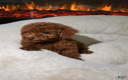 Toy Poodle dogs for sale: Luna - Image 2