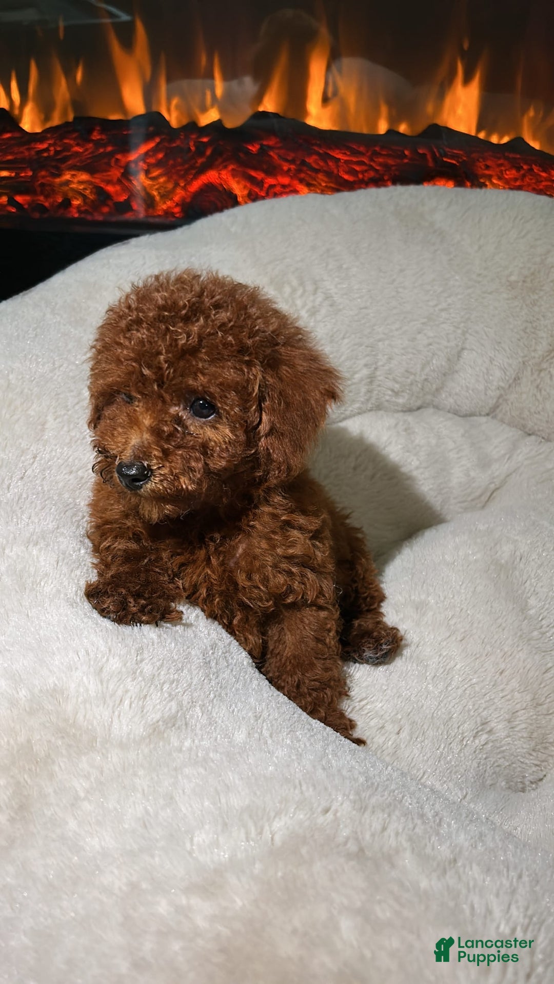 Toy Poodle dogs for sale: Luna - Image 2