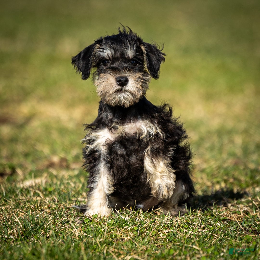 Miniature Schnauzer dogs for sale: Harley - Image 1