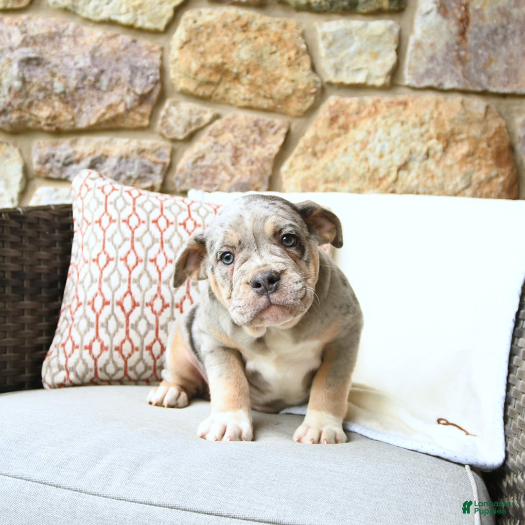 Olde English Bulldogge dogs for sale: Pearl - Image 8