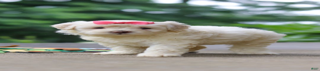 Nova