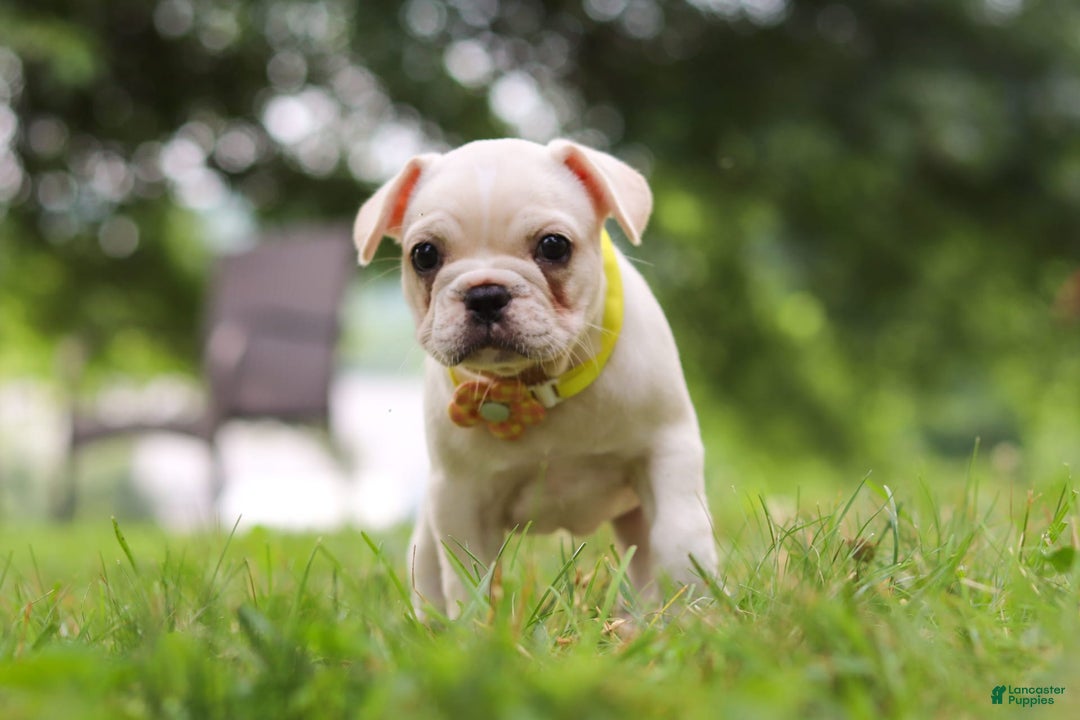 French Bulldog dogs for sale: French Bulldog 5 puppies - Image 3
