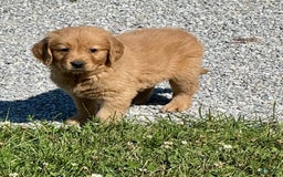 Golden Retriever dogs for sale: Freddie - Image 2