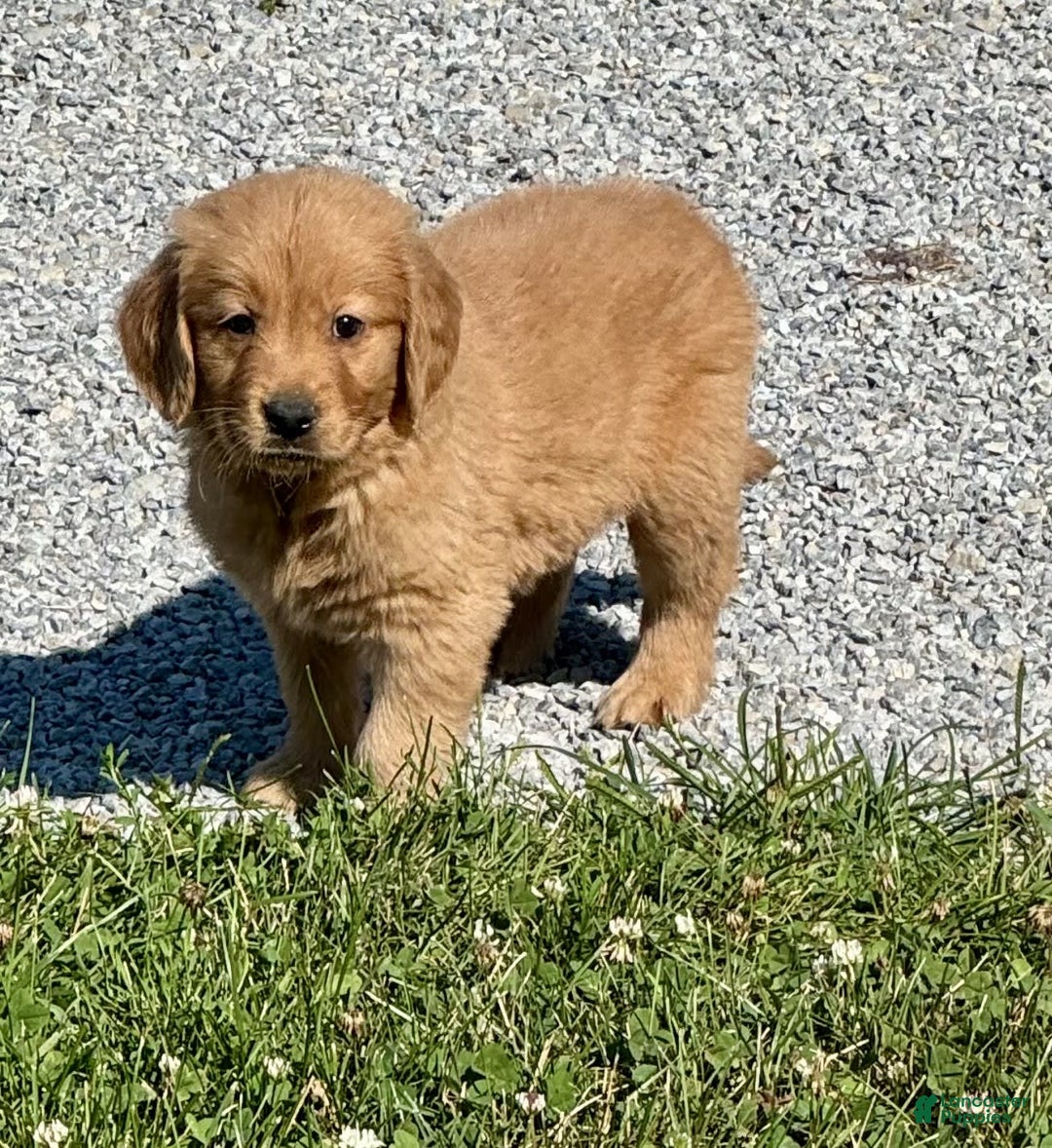 Golden Retriever dogs for sale: Freddie - Image 2